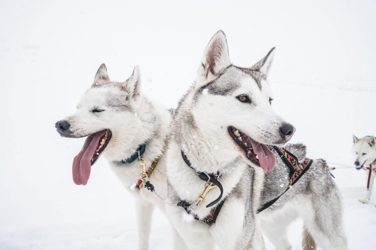 Husky friends in Rovaniemi, Lapland, Finland