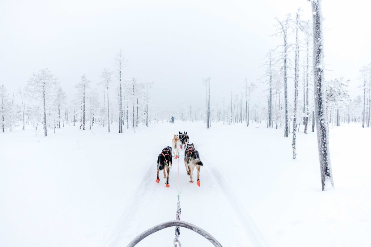 Husky adventure travelling through a winter forest