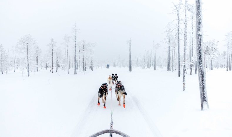 Family Husky Adventure with 6–10 km Sled Ride
