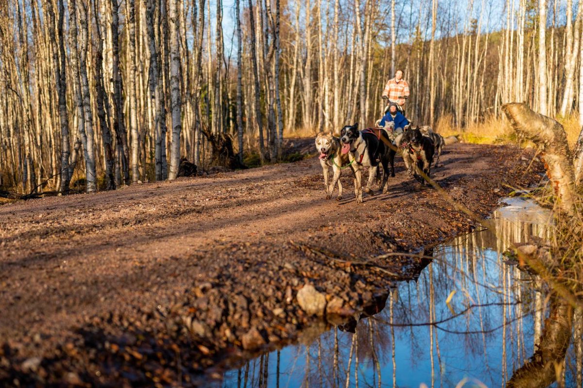 Wheeled husky cart ride in Rovaniemi