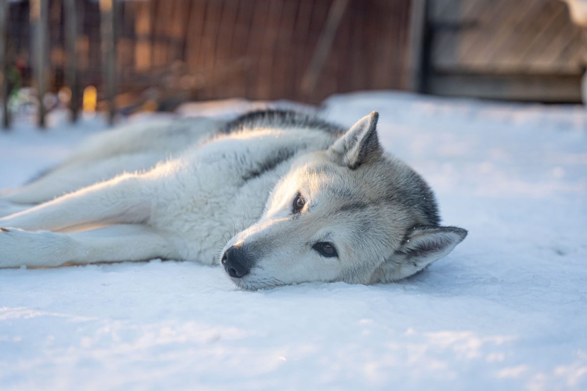 Husky at the wilderness farm near Pyhä