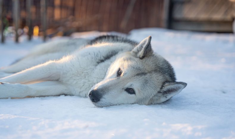 Reindeer and Husky Adventure with Photographer in Rovaniemi