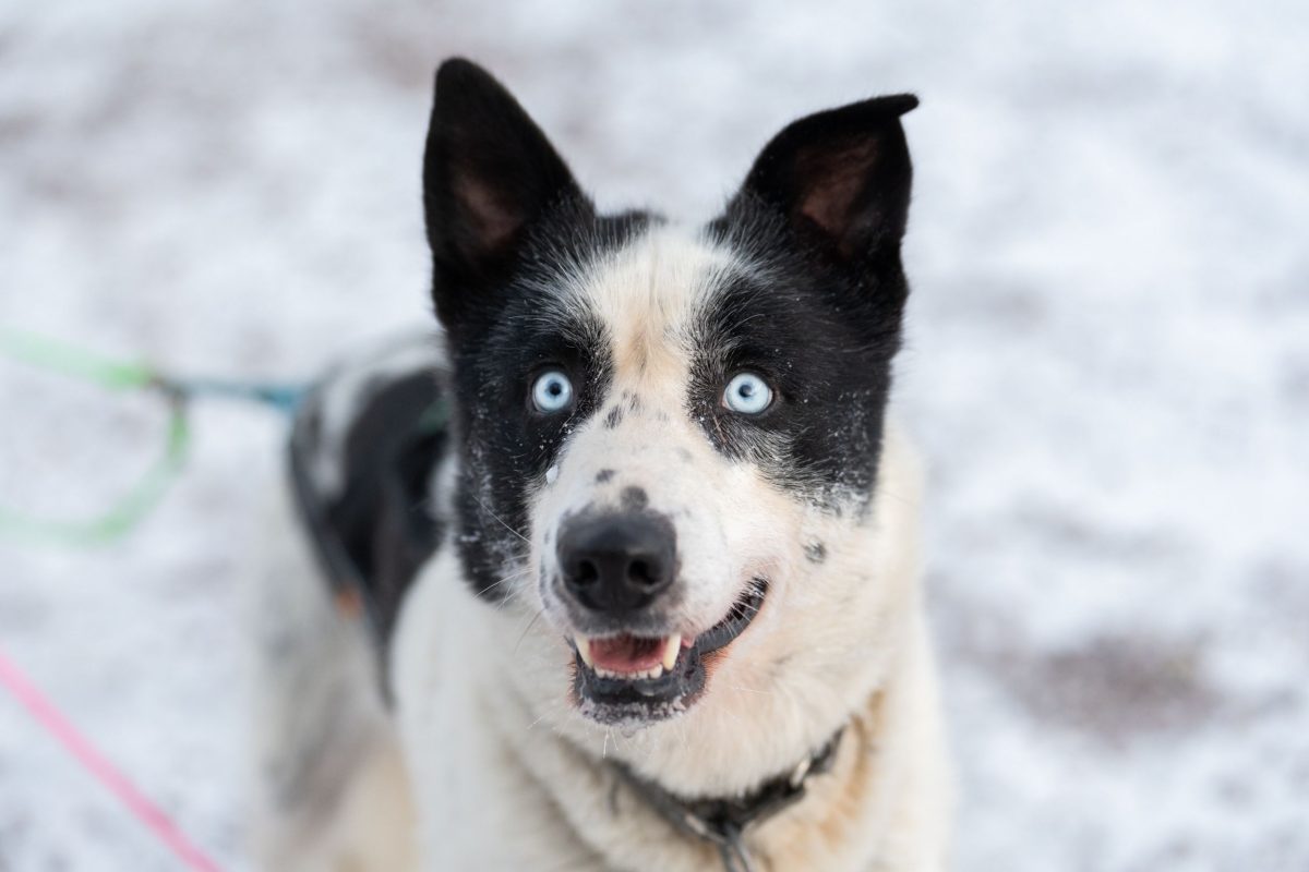 Husky at a family-run kennel near Rovaniemi