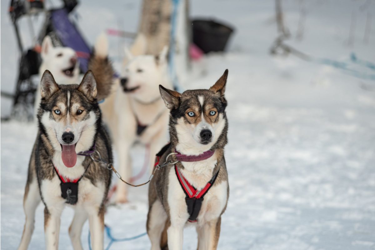 Huskies waiting for a winter sledge ride