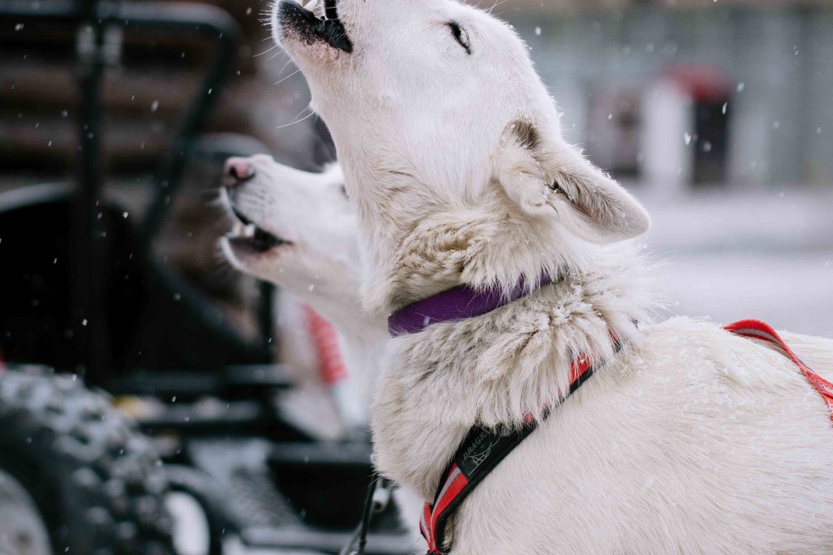 Husky dogs ready for a wilderness sled ride near Rovaniemi