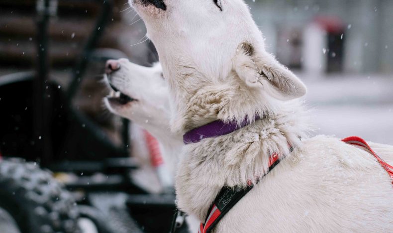 Wilderness Husky Adventure with 12–18 km Husky Ride
