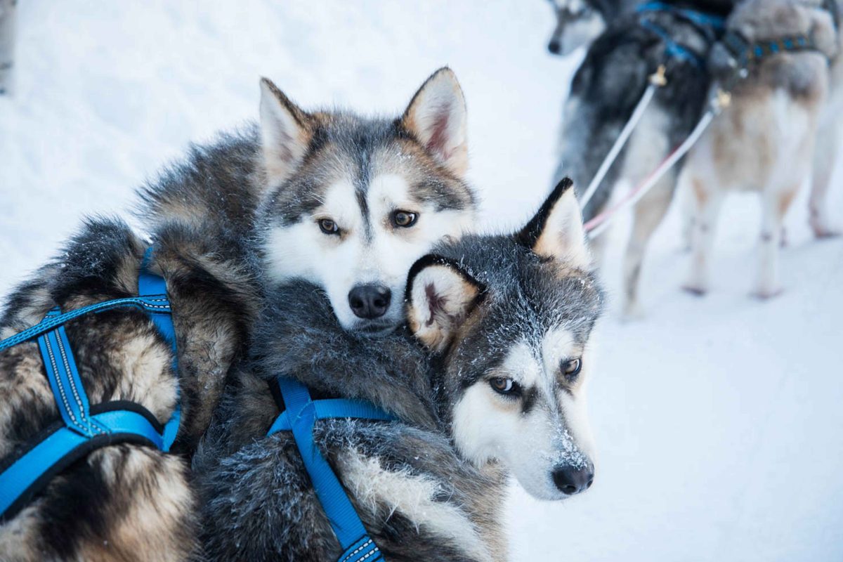Friendly huskies at the Lapland kennel