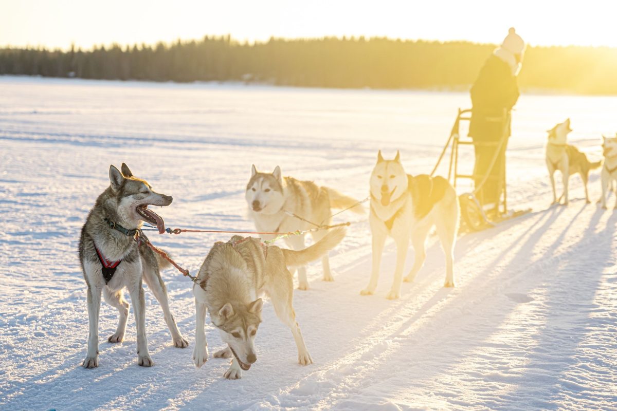 Husky team at a private farm in Lapland