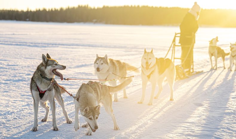 Husky Adventure with 5 km Sled Ride in Levi
