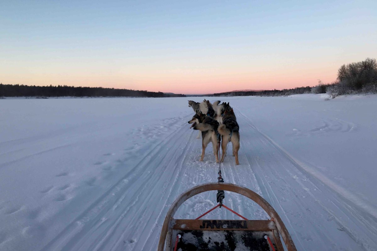 Husky sled team taking a break on the route