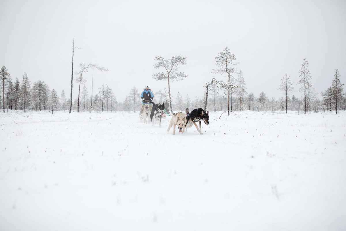 Husky safari on a snowy trail near Rovaniemi