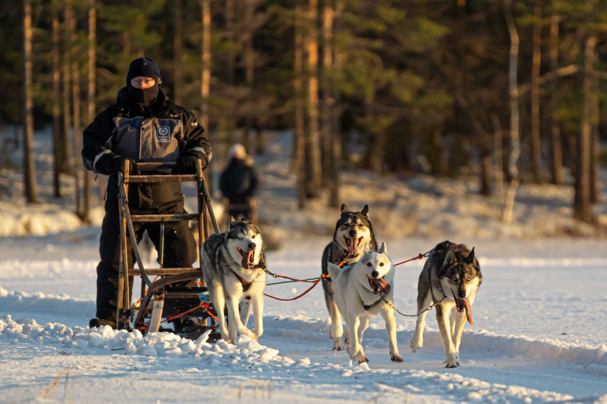 Huskies running in Rovaniemi, Lapland, Finland