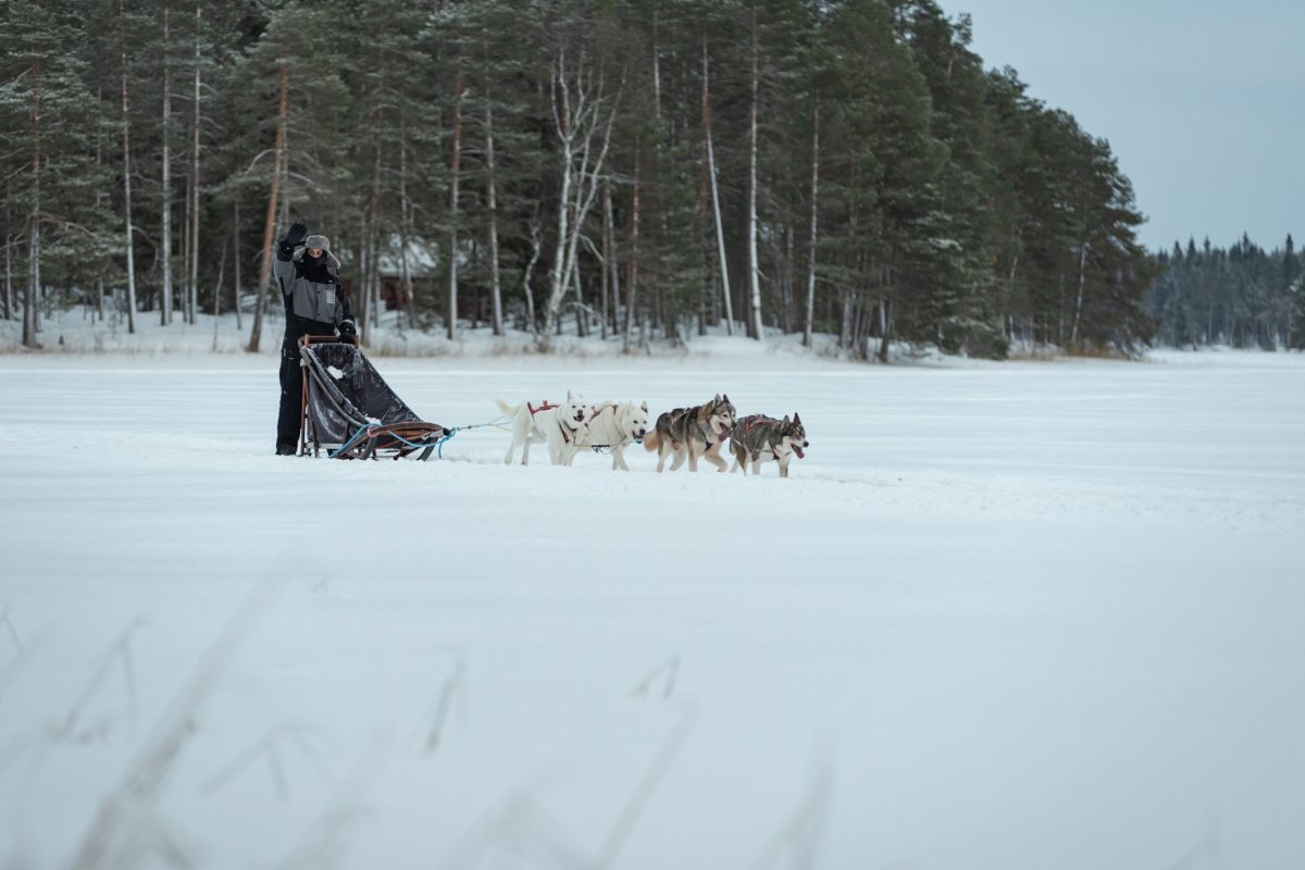 Husky sledge ride through a snowy Lapland landscape