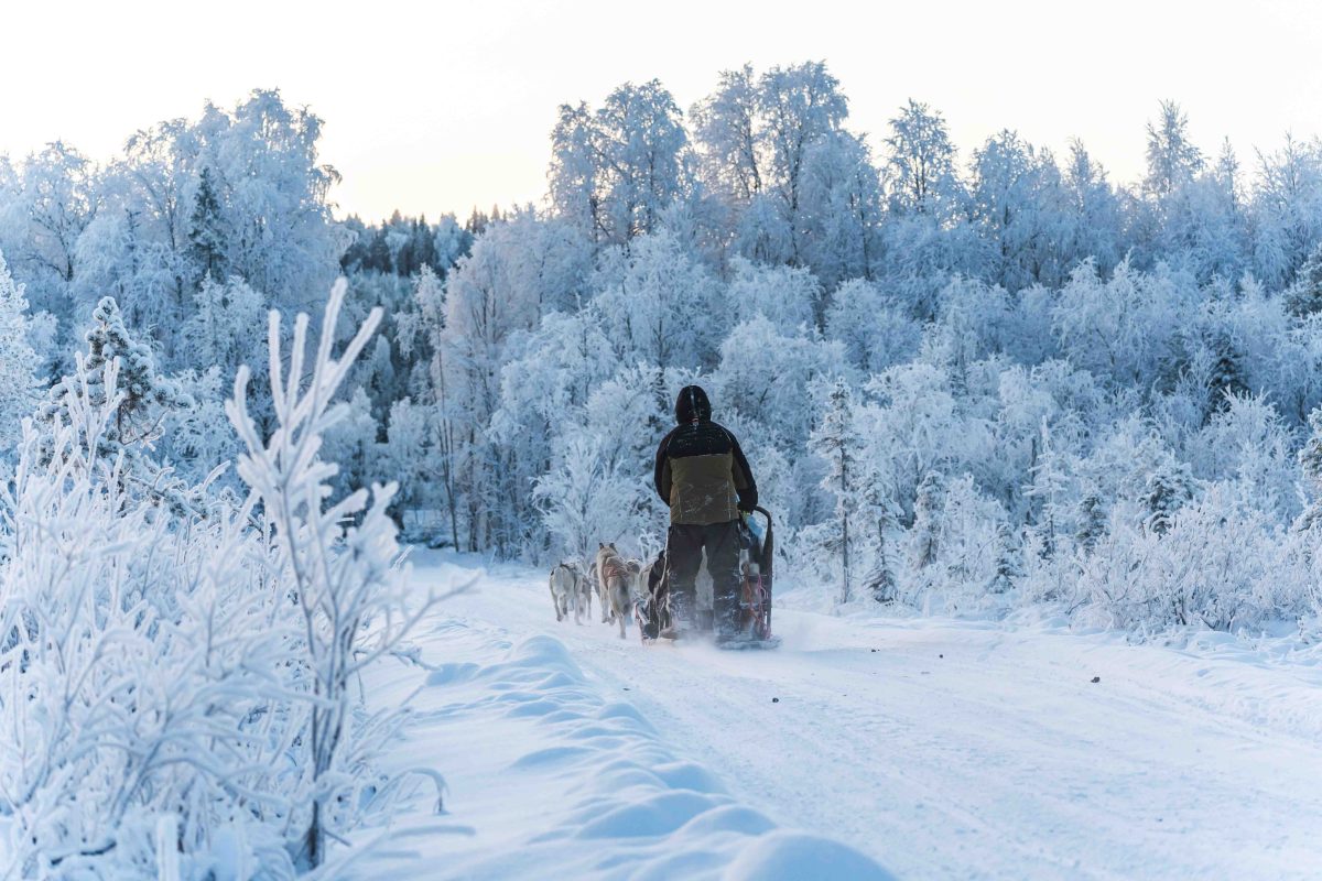Husky sled ride through snowy nature in Lapland