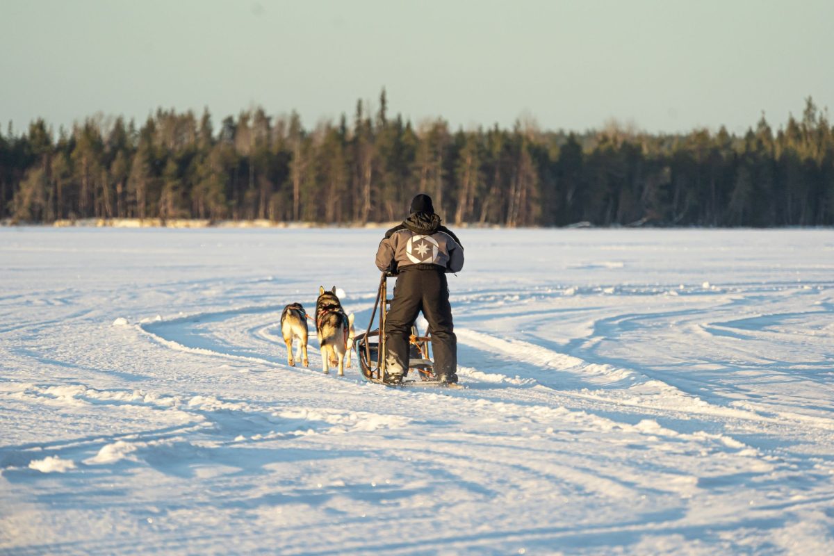 Guest driving a husky sled in Lapland
