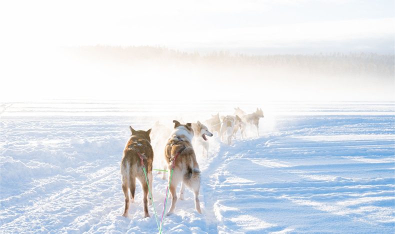 Local Husky Experience with Sled Ride and Photographer