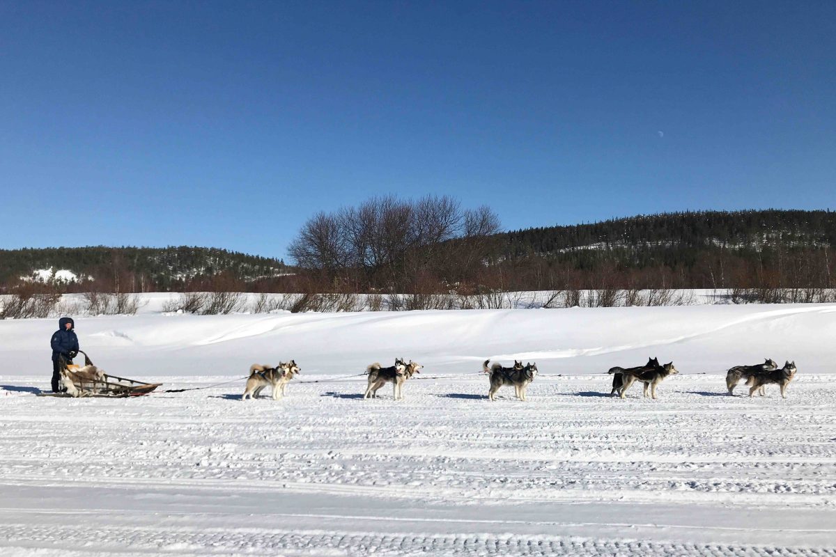 Husky sled team on a winter trail