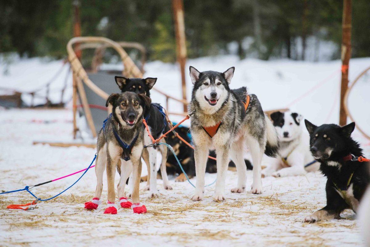 Husky team on a snowy trail in Rovaniemi