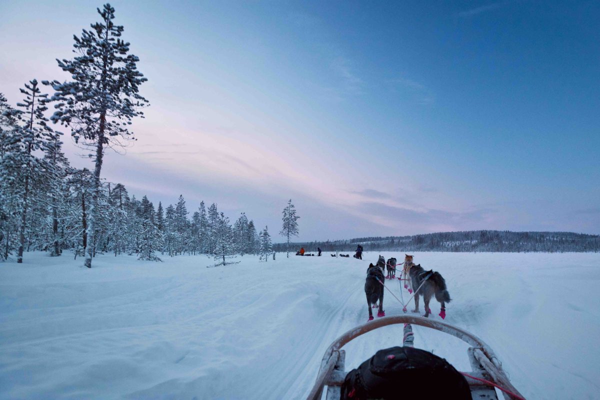 Arctic husky tour in the Rovaniemi wilderness