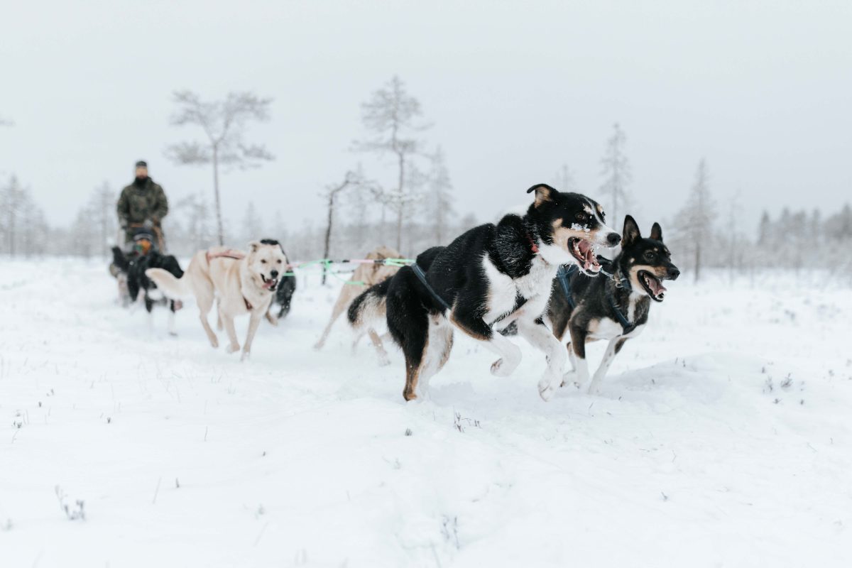 Husky team pulling a sled through the Arctic wilderness