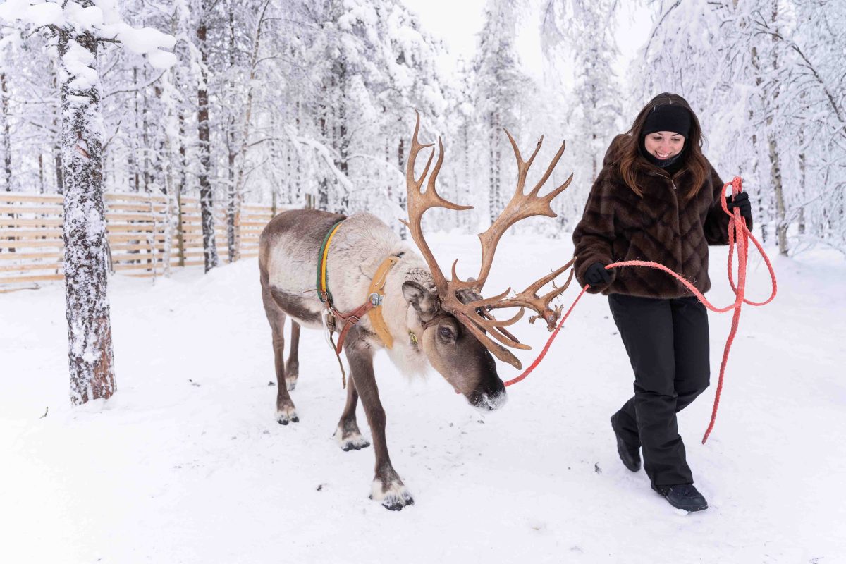 Guests meeting reindeer in snowy Lapland