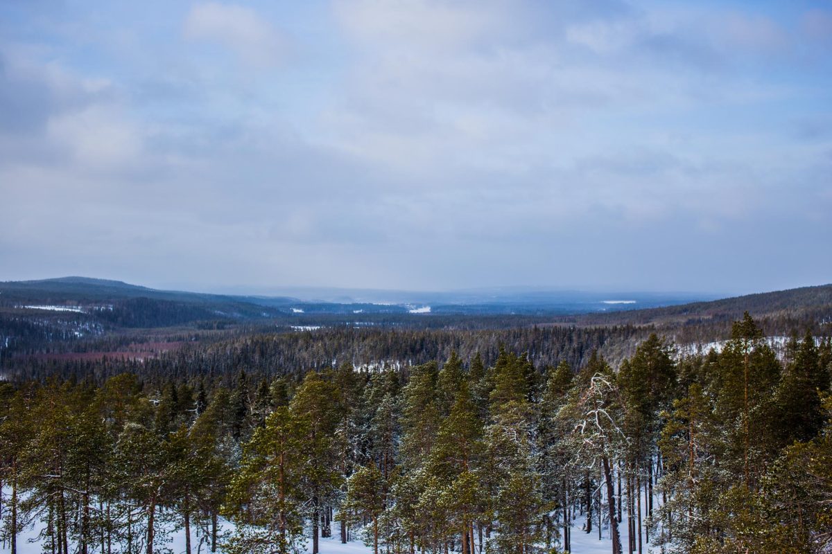 Nordic taiga forest near Rovaniemi