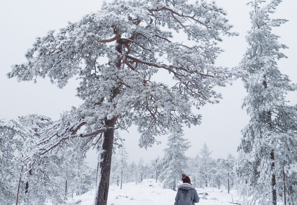 Heavy snow on trees in the Rovaniemi landscape