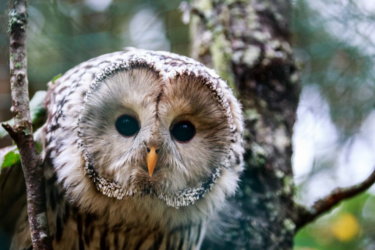 Watchful owl at Ranua Wildlife Park, Lapland, Finland