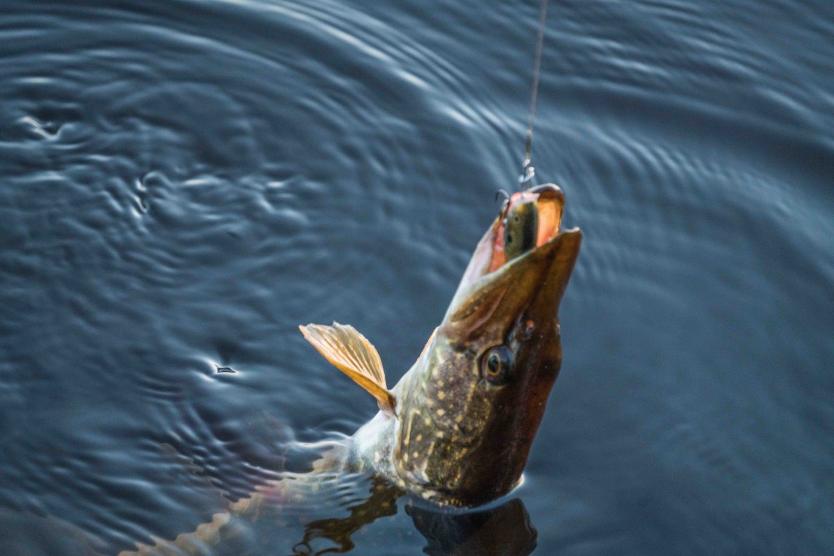 Northern pike caught in Lapland