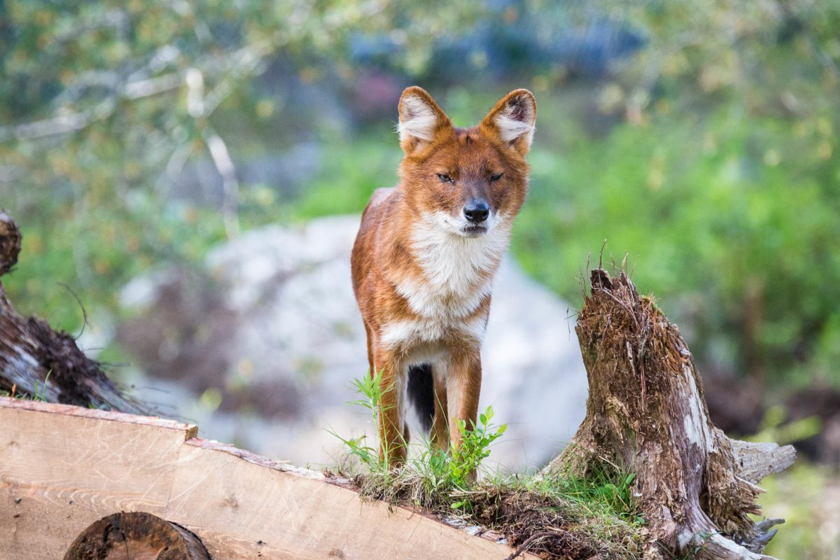 Wolf at Ranua Wildlife Park, Lapland, Finland