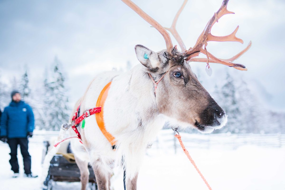 Reindeer ready for a winter sleigh ride in Lapland