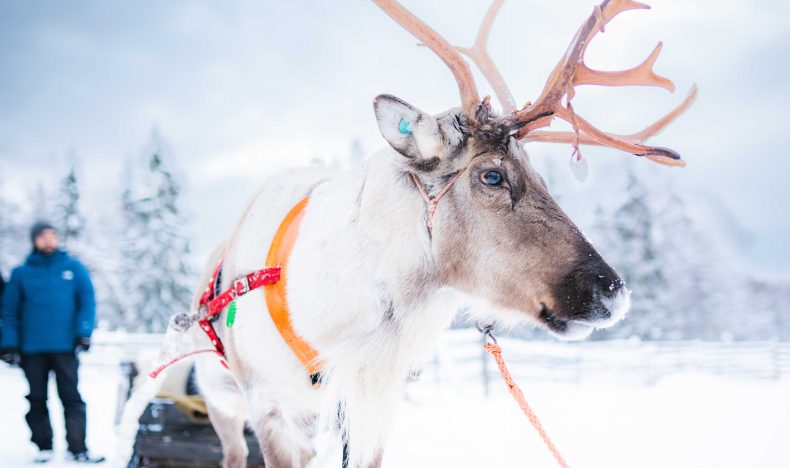 Authentic Reindeer Sled Ride in Levi