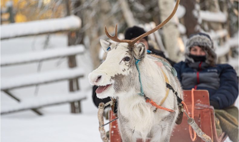 Reindeer Farm Visit & Sleigh Ride in Pyhä
