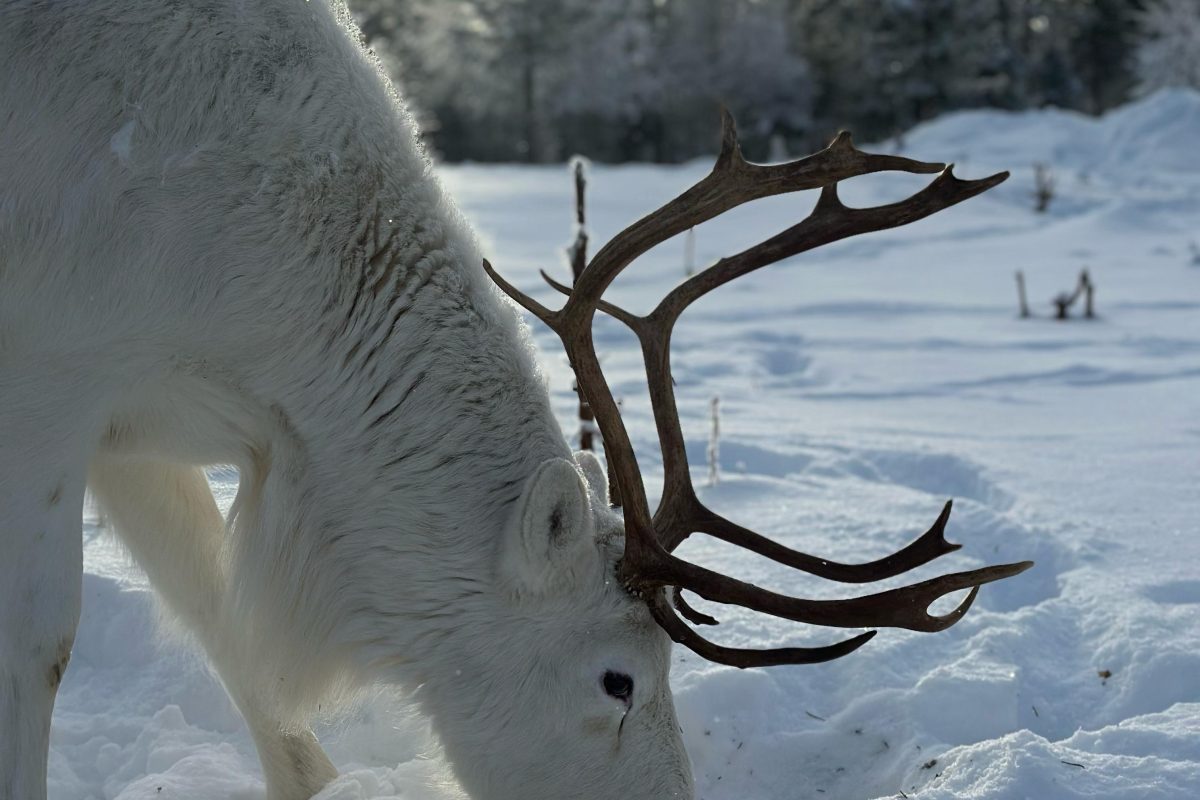 Meeting reindeer during an electric snowmobile tour in Rovaniemi
