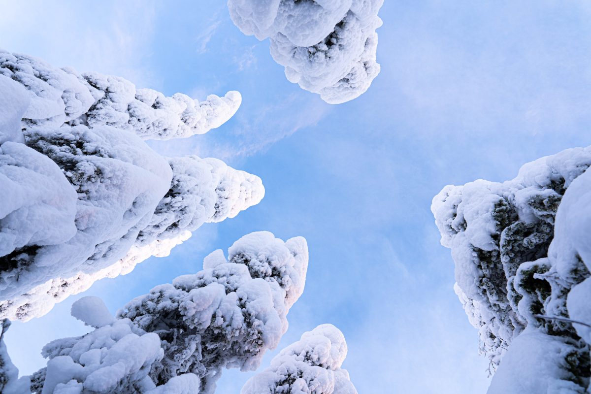 Snow-laden treetops in Lapland