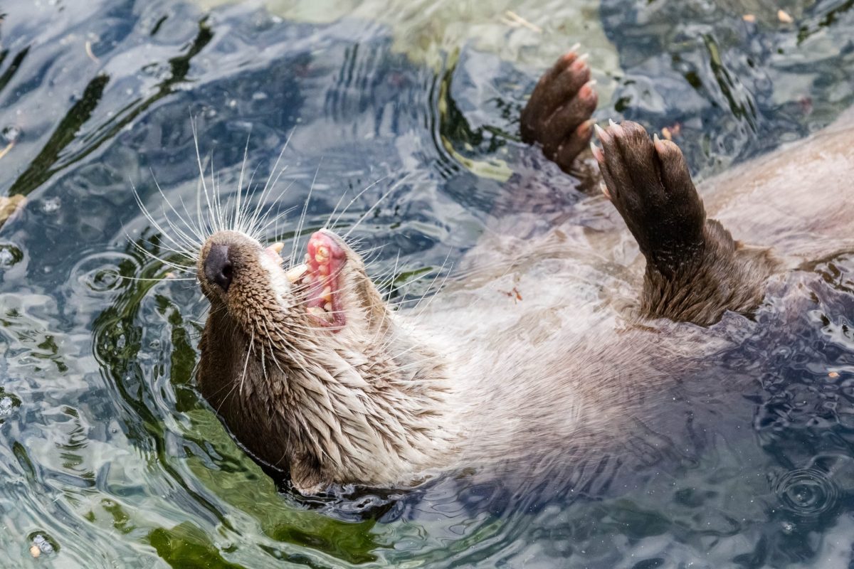 Happy otter at Ranua Wildlife Park, Lapland, Finland