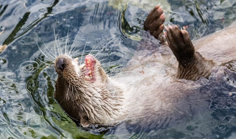 Private Ranua Wildlife Park Photography Tour