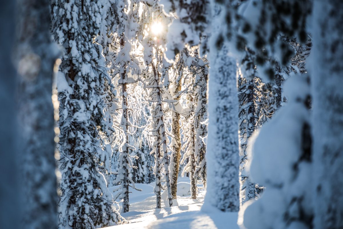 Sunlight in the snowy Auttiköngäs forest
