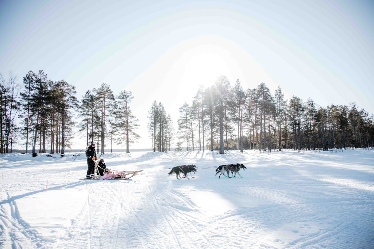 Husky sled ride in winter sunshine near Rovaniemi