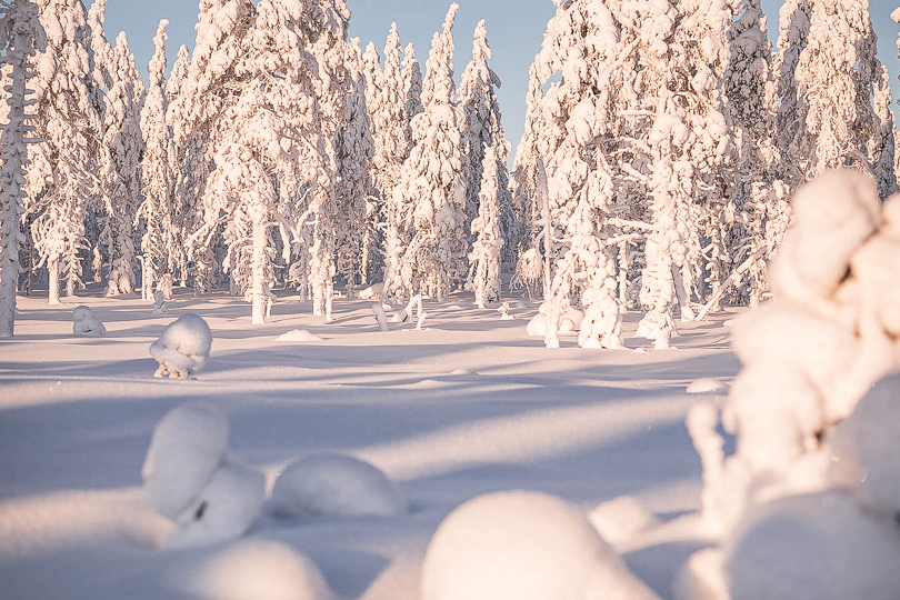 Snow-covered forest landscape in the Levi wilderness