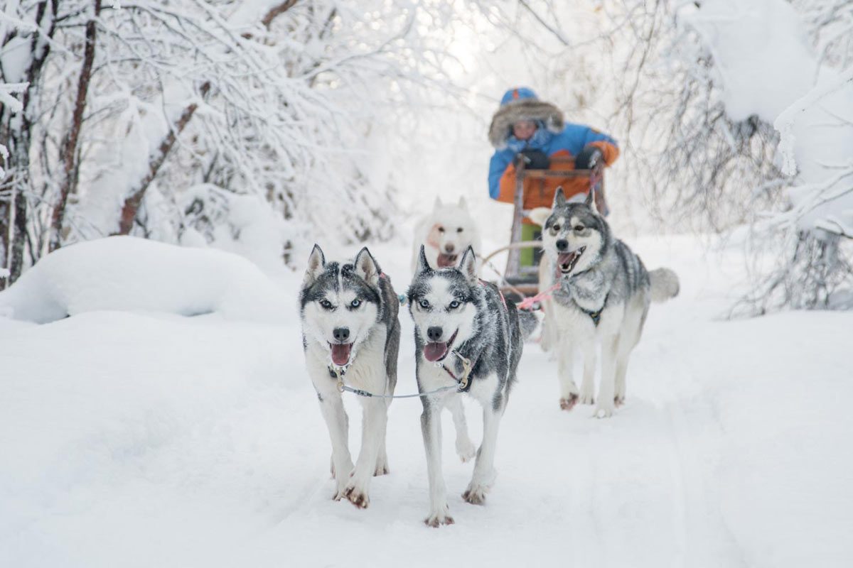 Cold winter husky ride in Rovaniemi, Lapland, Finland