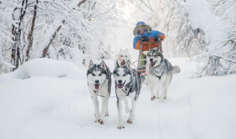 Private Family Husky Farm Visit with 10 km Sled Ride