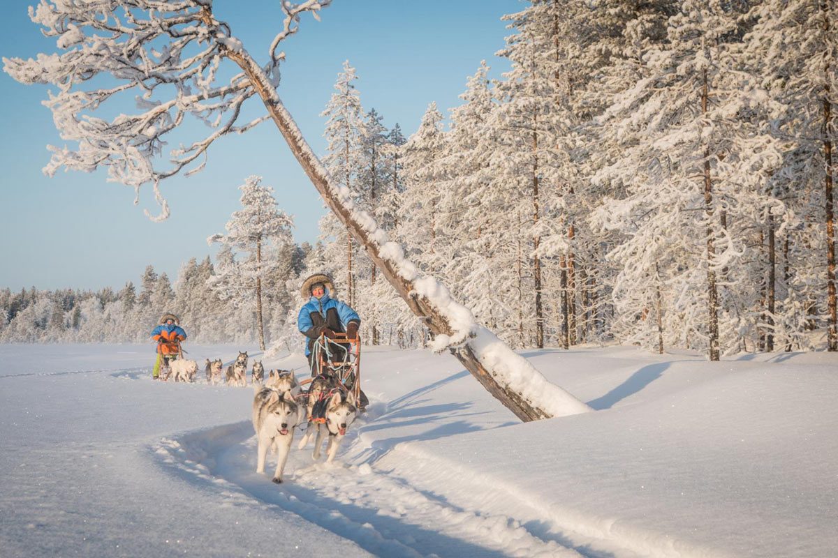 Sunny winter husky ride in Rovaniemi, Lapland, Finland