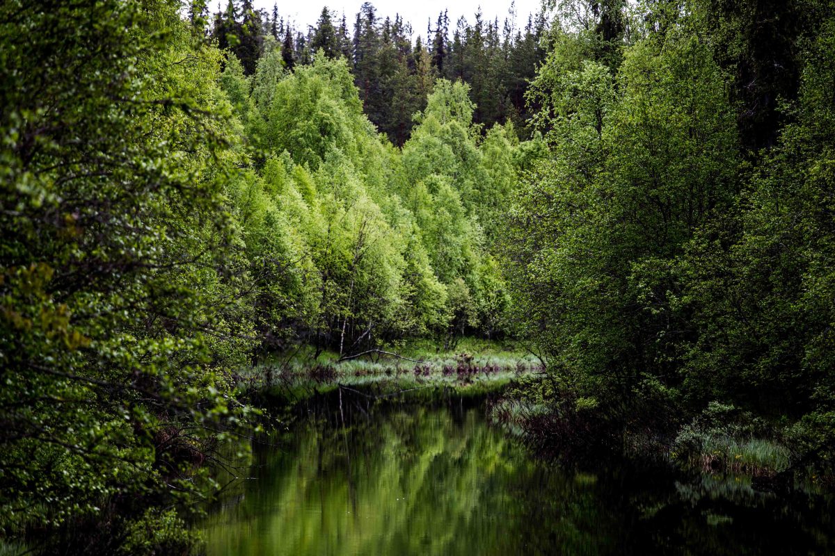 River in the Rovaniemi wilderness