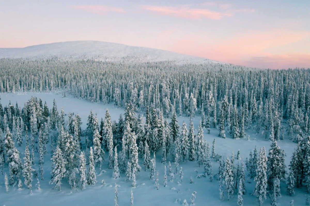 Snow-covered forest and fells in soft winter light