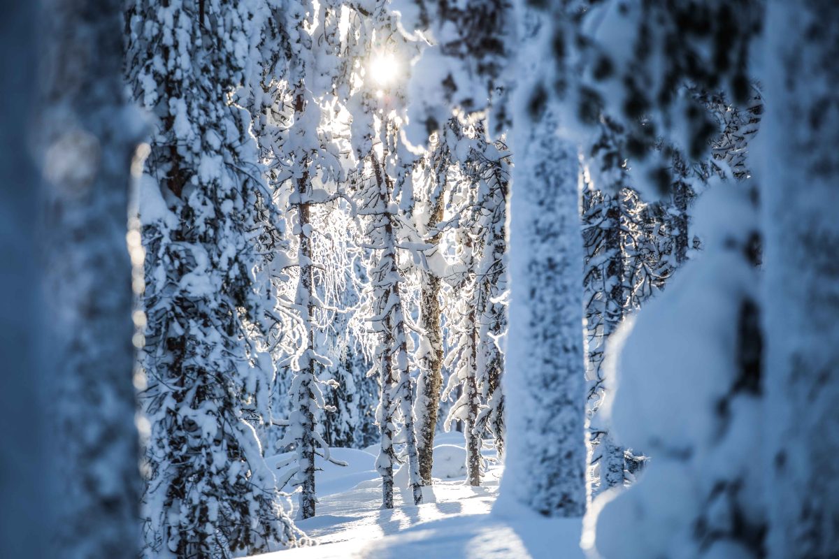 Snow-covered Arctic wilderness