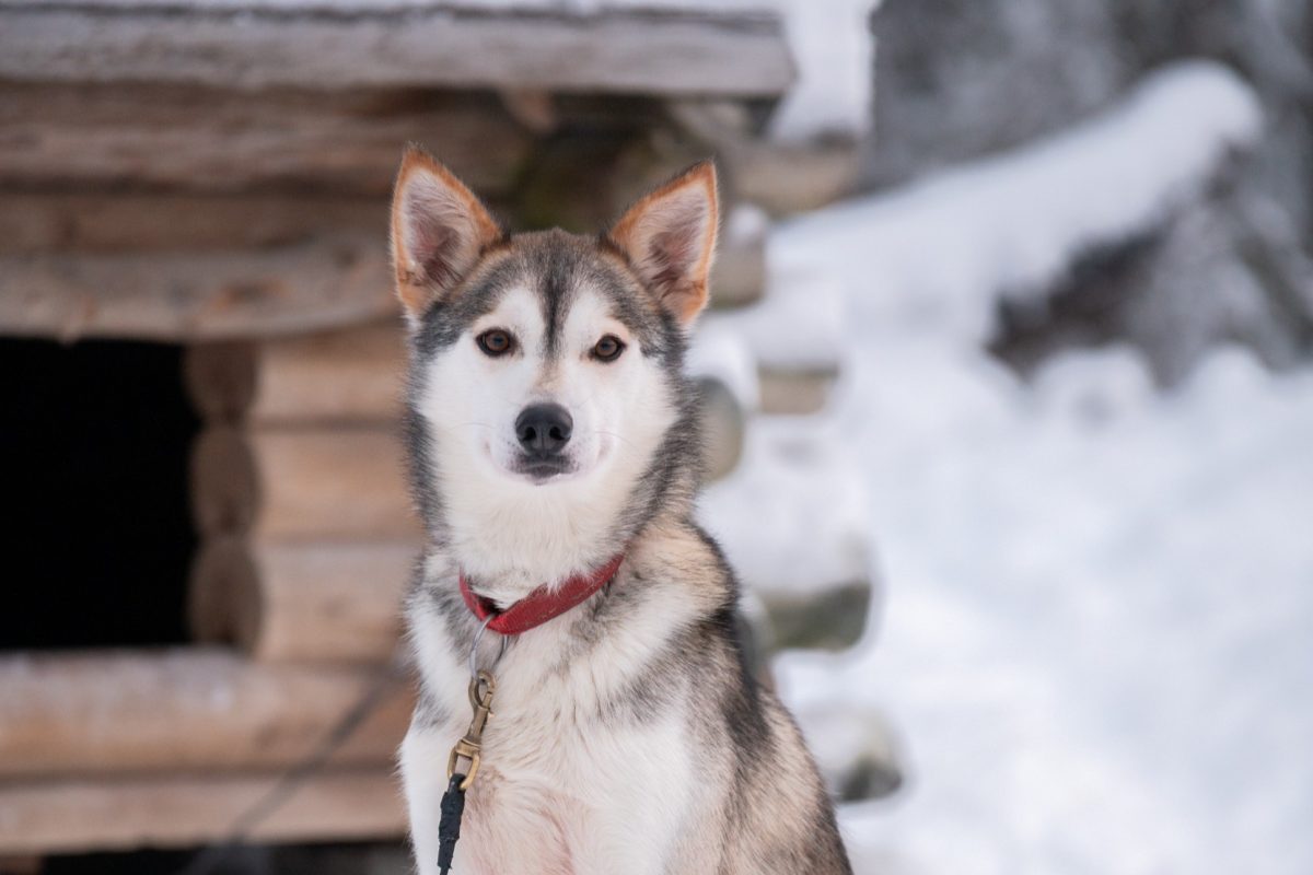 Husky resting at the kennel
